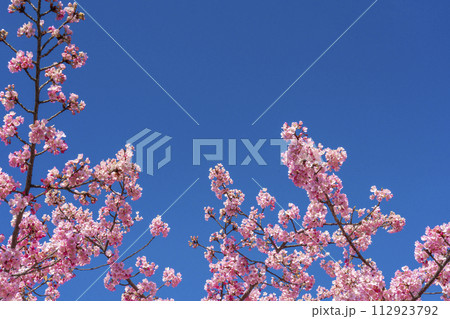 満開の河津桜と青空 満開の河津桜と青空 112923792