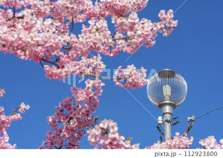 満開の河津桜と青空 112923800