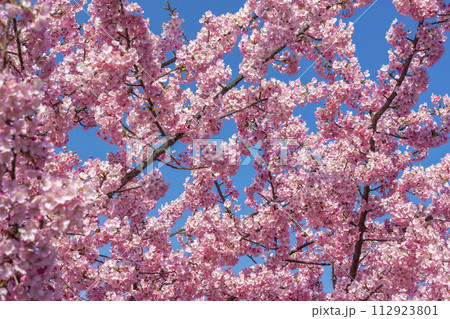 満開の河津桜と青空 112923801