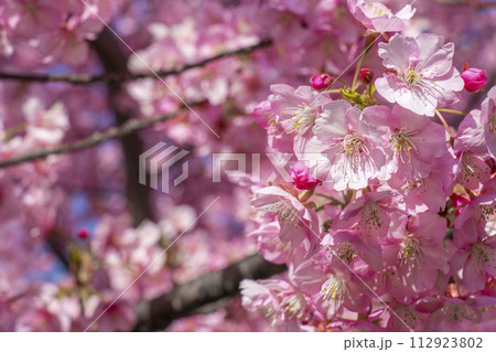満開の河津桜と青空 満開の河津桜と青空 112923802