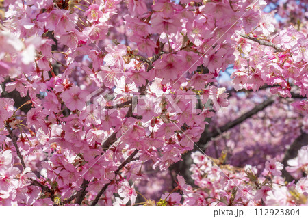 満開の河津桜と青空 112923804