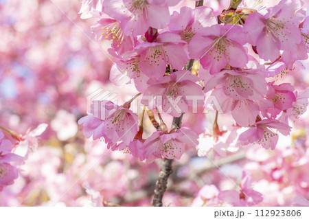 満開の河津桜と青空 112923806