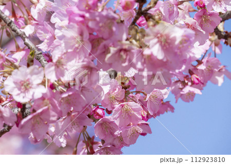 満開の河津桜と青空 満開の河津桜と青空 112923810