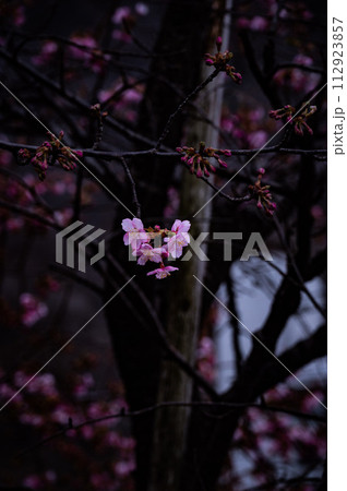 桜(鬼怒川温泉・湯の街公園) 桜(鬼怒川温泉・湯の街公園) 112923857