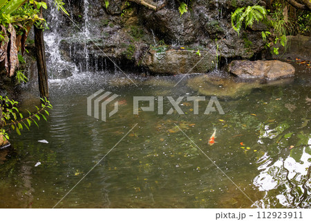 Beautiful tropical garden pond 112923911
