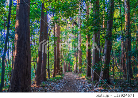 横浜 三保市民の森 夕日の尾根道 横浜 三保市民の森 夕日の尾根道 112924671