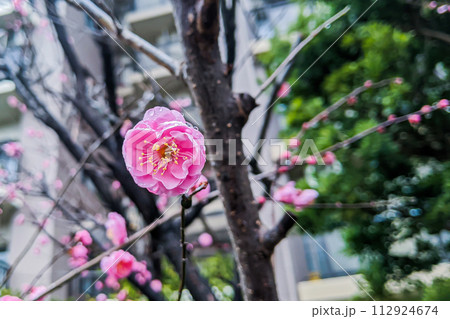 雨に濡れた八重寒紅梅 112924674