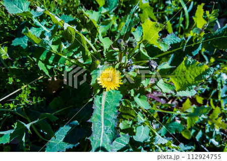 ノゲシ 野芥子の黄色い花 ノゲシ 野芥子の黄色い花 112924755