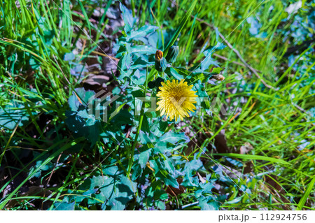 ノゲシ 野芥子の黄色い花 ノゲシ 野芥子の黄色い花 112924756