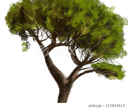 big tree on white background 112924813