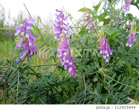 ナヨクサフジ ナヨクサフジ 112925044