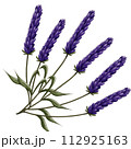 bunch of lavender watercolor 112925163