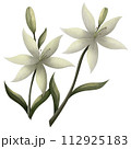 lily of the valley 112925183