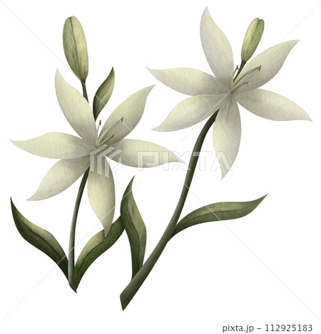 lily of the valley lily of the valley 112925183