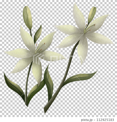 lily of the valley lily of the valley 112925183