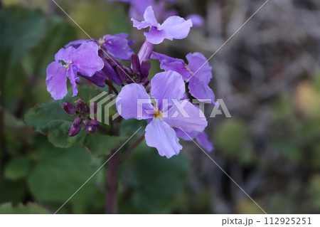 春の庭に咲くムラサキハナナの紫色の花 春の庭に咲くムラサキハナナの紫色の花 112925251