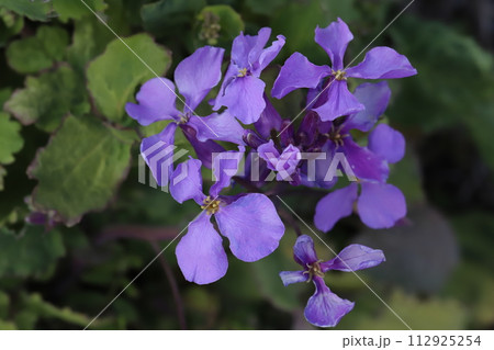 春の庭に咲くムラサキハナナの紫色の花 春の庭に咲くムラサキハナナの紫色の花 112925254