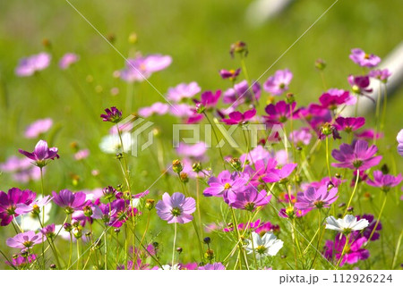 秋の野原に咲くピンク色のコスモスの花 112926224