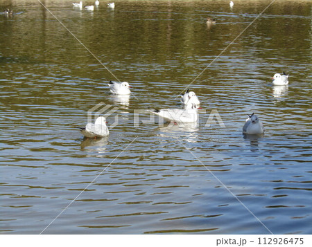 稲毛海浜公園浜の池に来た冬の渡り鳥ユリカモメ 稲毛海浜公園浜の池に来た冬の渡り鳥ユリカモメ 112926475