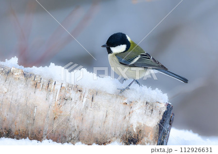 雪の上の公園や庭で見られる身近なかわいい小鳥シジュウカラ 雪の上の公園や庭で見られる身近なかわいい小鳥シジュウカラ 112926631