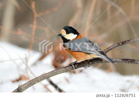 雪の上の公園や庭先でよく見られるかわいい小鳥ヤマガラ 雪の上の公園や庭先でよく見られるかわいい小鳥ヤマガラ 112926751