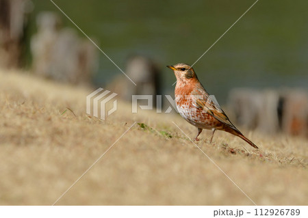 冬に公園のバードウォッチングで出会える珍しい小鳥ハチジョウツグミ 112926789