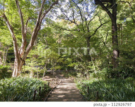 林試の森公園 品川区 林試の森公園 品川区 112926797