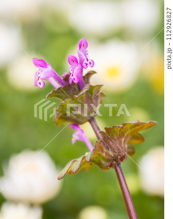 早春の野原に咲くホトケノザの花 112926827