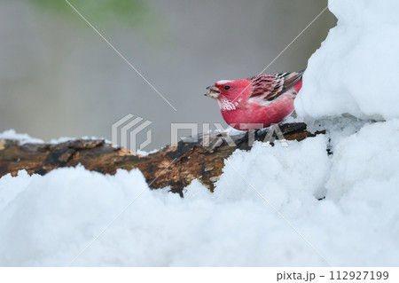 真っ白な高原の雪の森で見られる美しい赤い小鳥オオマシコ 112927199
