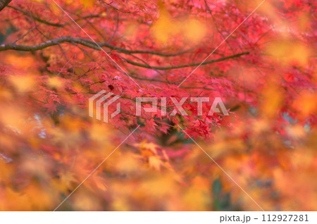 真っ赤な紅葉 真っ赤な紅葉 112927281
