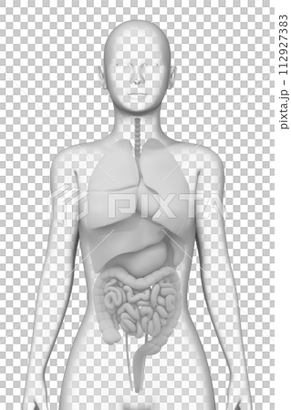 人體內部器官，女性，3D模型 112927383
