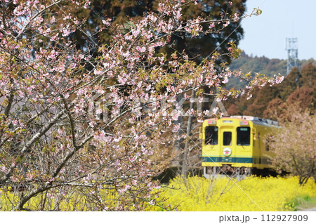 いすみ鉄道「葉桜になりかけの桜と黄色い列車」 112927909