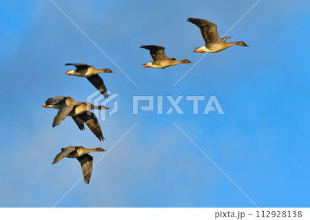 冬に宮城県等で見られる、美しい青い空をバックに飛ぶ飛翔するヒシクイの群れ 112928138