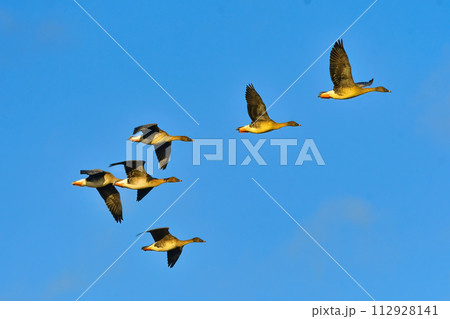 冬に宮城県等で見られる、美しい青い空をバックに飛ぶ飛翔するヒシクイの群れ 冬に宮城県等で見られる、美しい青い空をバックに飛ぶ飛翔するヒシクイの群れ 112928141