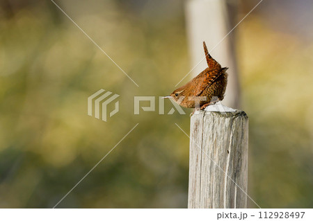 高原でのバードウォッチングで冬でも見られるかわいい人気者の鳥、ミソザザイ 高原でのバードウォッチングで冬でも見られるかわいい人気者の鳥、ミソザザイ 112928497