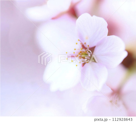 美しい桜の花 美しい桜の花 112928643