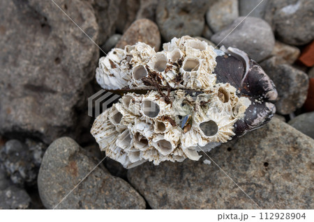 Coral on a sea musseal on the beach, Iceland Coral on a sea musseal on the beach, Iceland 112928904