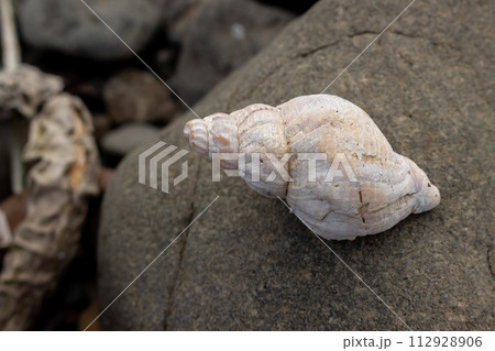 Snail shell on the beach, Iceland 112928906