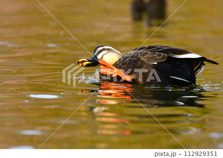 秋から冬にかけて身近な公園で見られる愛嬌のあるカルガモ 秋から冬にかけて身近な公園で見られる愛嬌のあるカルガモ 112929351