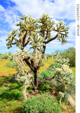 Cholla cactus, Sonora Desert, Mid Spring 112929922
