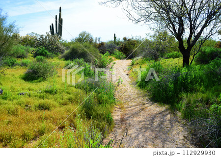 Arizona Desert Arroyo 112929930