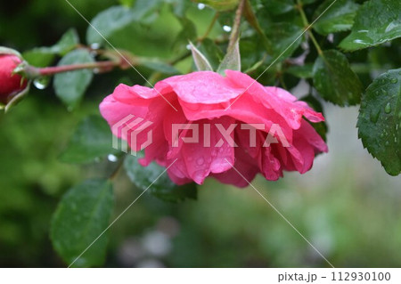 雨に濡れたバラ 112930100