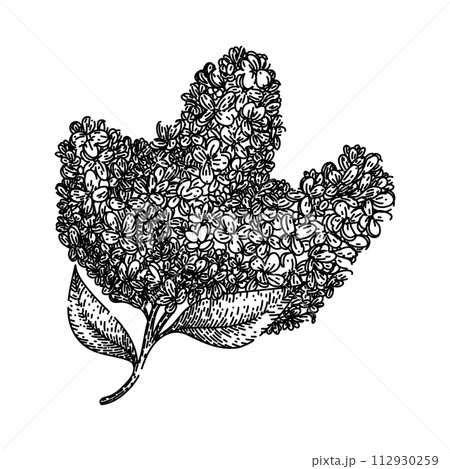 line lilac sketch hand drawn vector 112930259