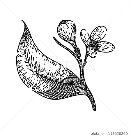 purple lilac sketch hand drawn vector purple lilac sketch hand drawn vector 112930260