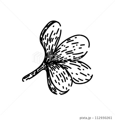 floral lilac sketch hand drawn vector floral lilac sketch hand drawn vector 112930261