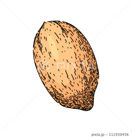 vintage pecan nut sketch hand drawn vector vintage pecan nut sketch hand drawn vector 112930456