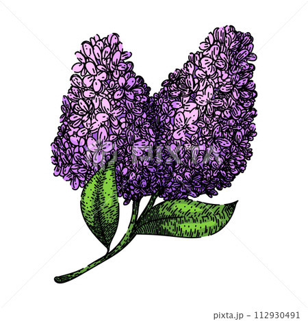 drawing lilac sketch hand drawn vector 112930491