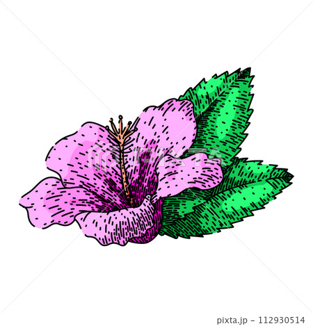 flower hibiscus sketch hand drawn vector flower hibiscus sketch hand drawn vector 112930514