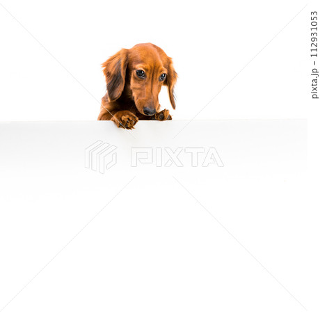 red dog breed dachshund red dog breed dachshund 112931053