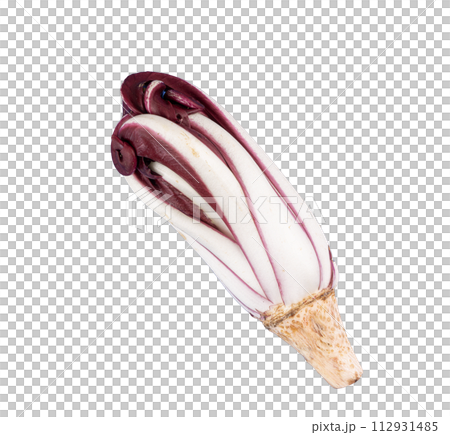 a late red radicchio head 112931485